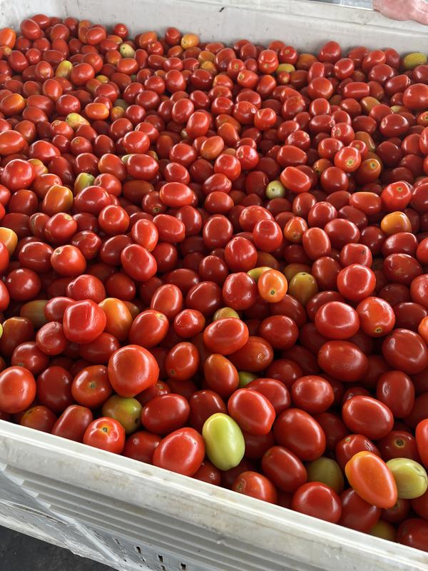 2 Sisters' Original Salsa - Farm-to-Table Freshness, No Sugar Added, Gluten-Free, Cajun-Inspired Dip, 16 oz Jar