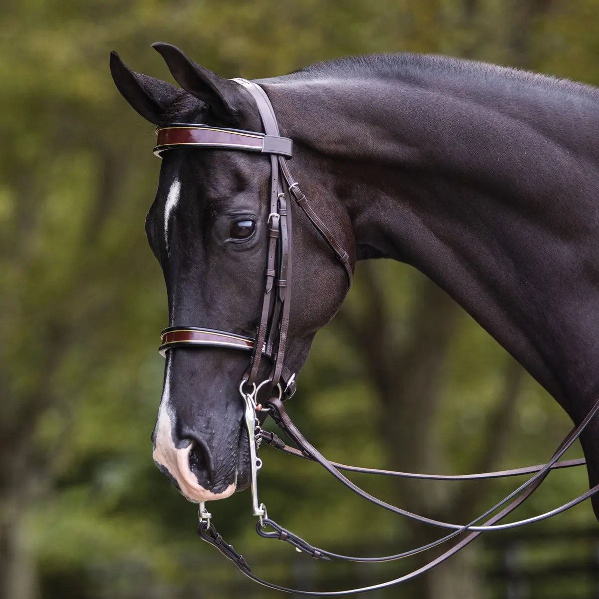 Joseph Sterling English Show Bridle