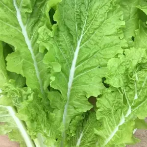 250 Tokyo Bekana Mustard Seeds Chinese Cabbage Pekinensis