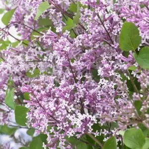 Flowerfesta® Purple Dwarf Lilac