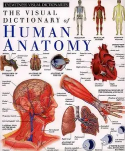 USED-The Visual Dictionary of Human Anatomy (Eyewitness Visual Dictionaries) by Richard Walker (Hardcover)
