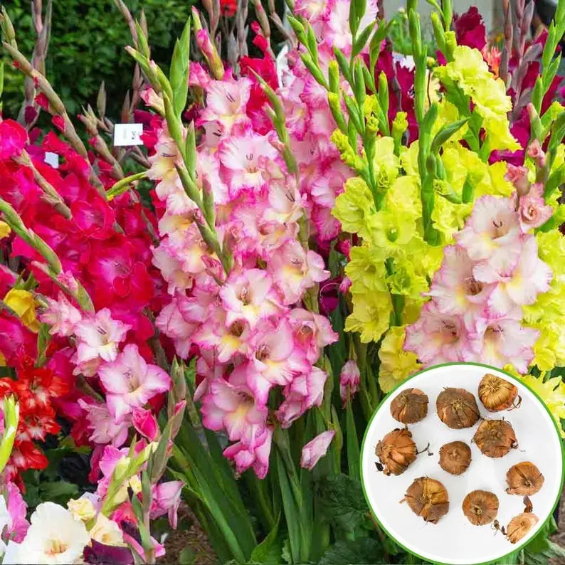 Vibrant Mixed Gladiolus Bulbs | Grow Tall Elegant Cut Flowers for Garden & Bouquet