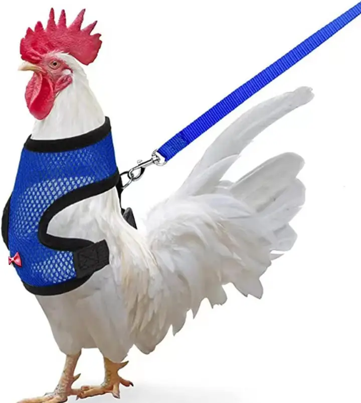 Chicken Harness & Leash
