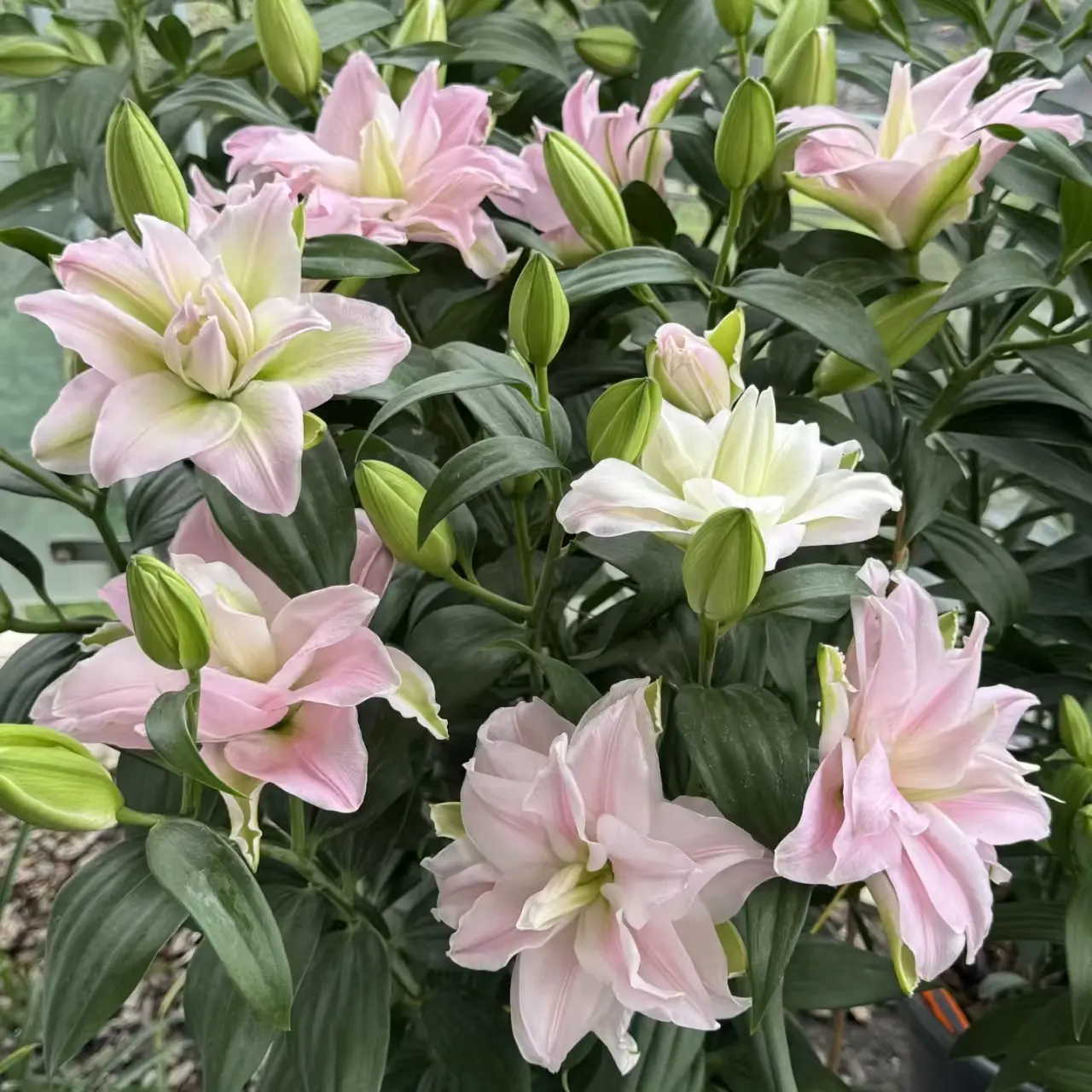 Fragrant Double Editha Lily Seeds - Must-Grow Garden Flower Seeds, Abundant Buds, Super Easy to Grow for Home Improvement Gardening