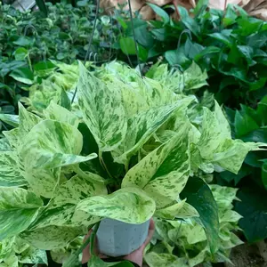 Marble Queen 6-inch Live Tropical Plant with Hanger Nature Decorative Window Perennial Houseplants Hanging Variegated Foliage Easy Care