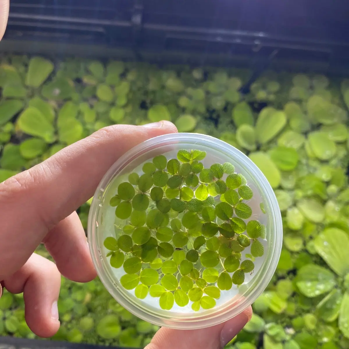 Salvinia minima Aquatic Plants Salvinia minima Aquatic Plants