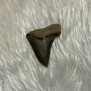 Fossilized Extinct Angustiden Shark Tooth