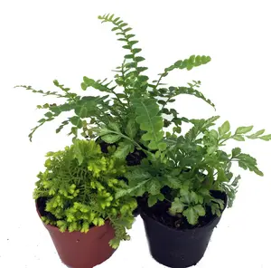 Mini Ferns for Terrariums/Fairy Garden - Live Plants - 3 Different Plants-2" Pots