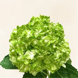 Hydrangeas Green Variegated