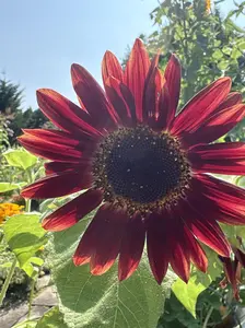 Chocolate Cherry Sunflower Seeds - Grow Rare Giant 6-7ft Burgundy & Black Blooms Non-GMO Heirloom Flowers for Backyard Patio Garden & Survival Planting Easy-to-Grow Sunflowers for Home Gardeners & Flower Lovers