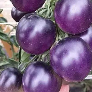 50 Seeds Blue Rare Tomato Rose Blue Medium Vegetable for Planting