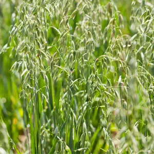 Organic Oats Seeds (Avena sativa) – 400+ Seeds for Grain Production, Cover Crops, and Animal Feed
