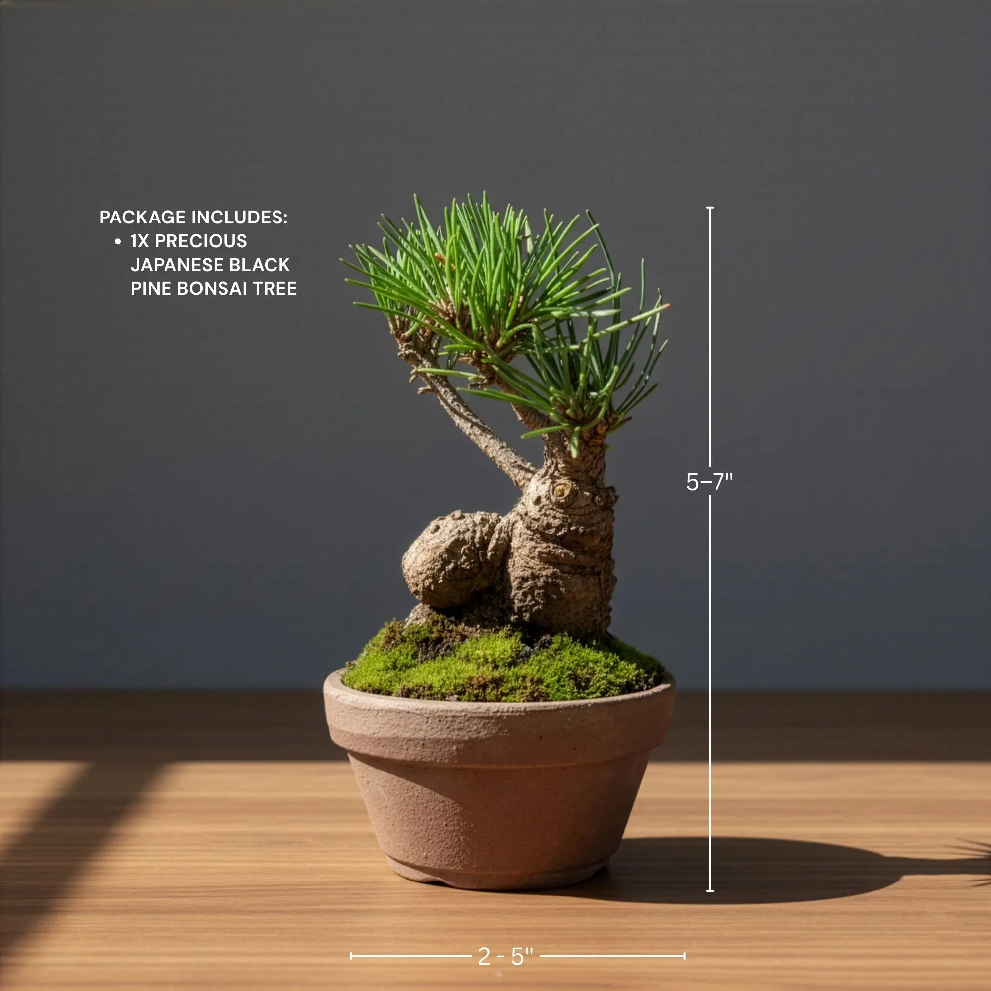 desert rose bonsai Adenium Obesum | Desert Rose | organically grown tropical caudex plants