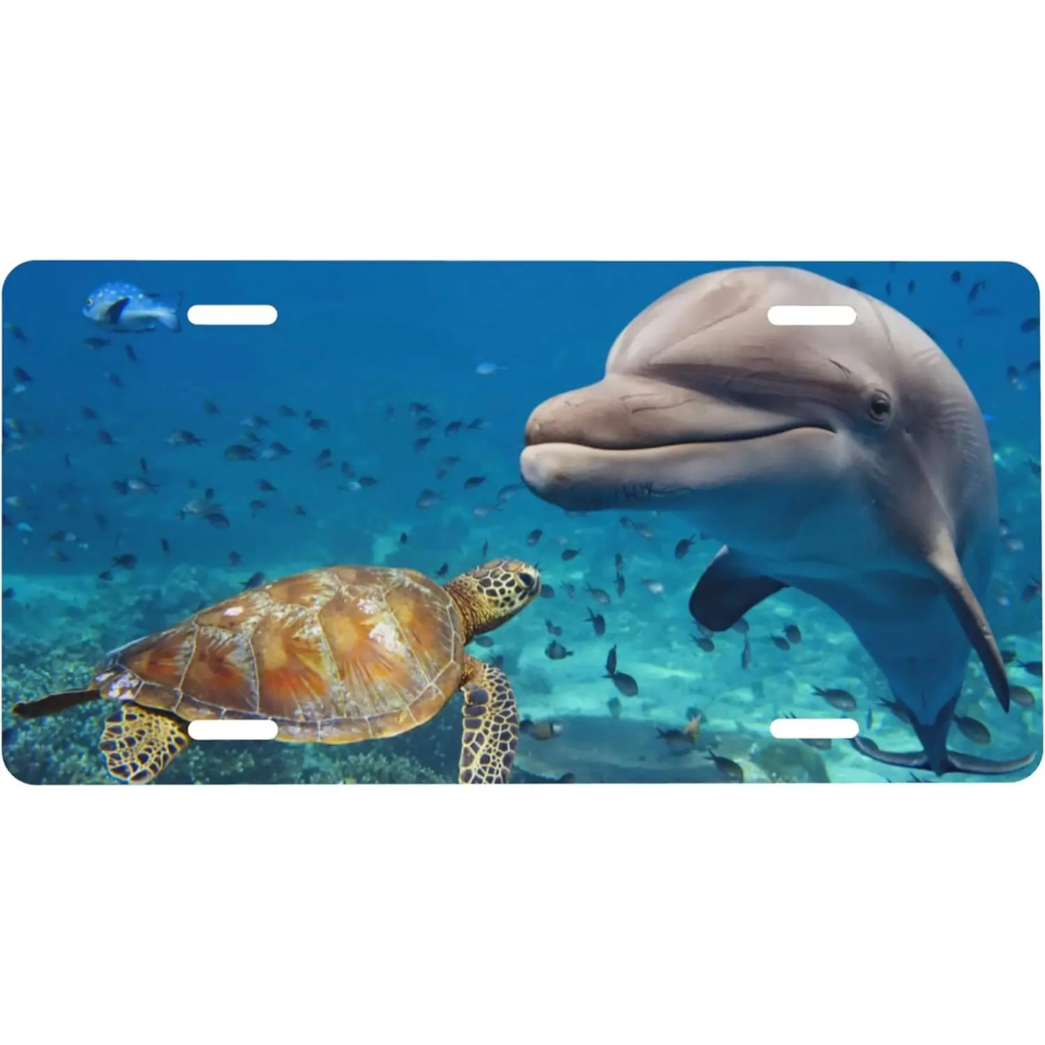 Dolphin Sea Turtles Beluga