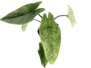 Alocasia Scalprum Mint Tissue Culture - Live Houseplant - Rare Variegated Aroid - Exotic Tropical Foliage - Minty Green, Silver, White - Shimmering Dagger Alocasia - Indoor Plant Gift - Embryonic Plantlet - Collector's Item