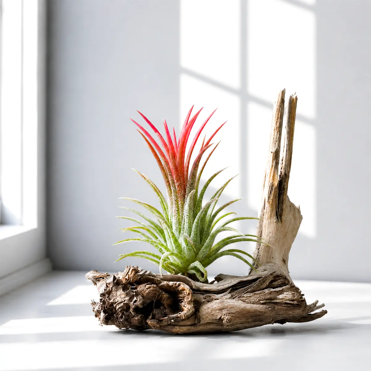 Tillandsia Ionantha Fuego