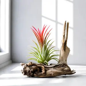 Tillandsia Ionantha Fuego