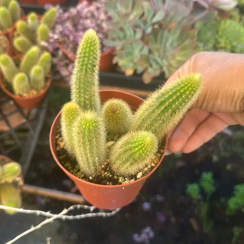 Golden rat tail cactus 4 inch pot plant