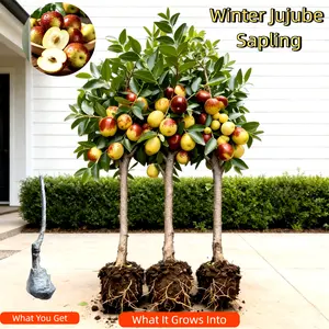 Heirloom Winter Jujube Tree Sapling – Bare Root Live Plant with Healthy Roots, Easy to Grow, Crisp Sweet Juicy Fruit, High Yield, for Home Garden – In-Ground or Container Non-GMO Compact Fast-Growing