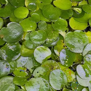 freshwater Floating Aquariums - for freshwater aquariums