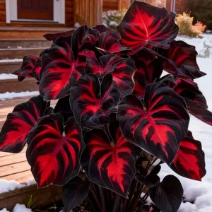 Hosta Seeds 800 Perennial Plant with Deep Structured Foliage for Borders Shade-Loving Low-Maintenance Garden & Landscape Plant Adding Texture Layered Leaves