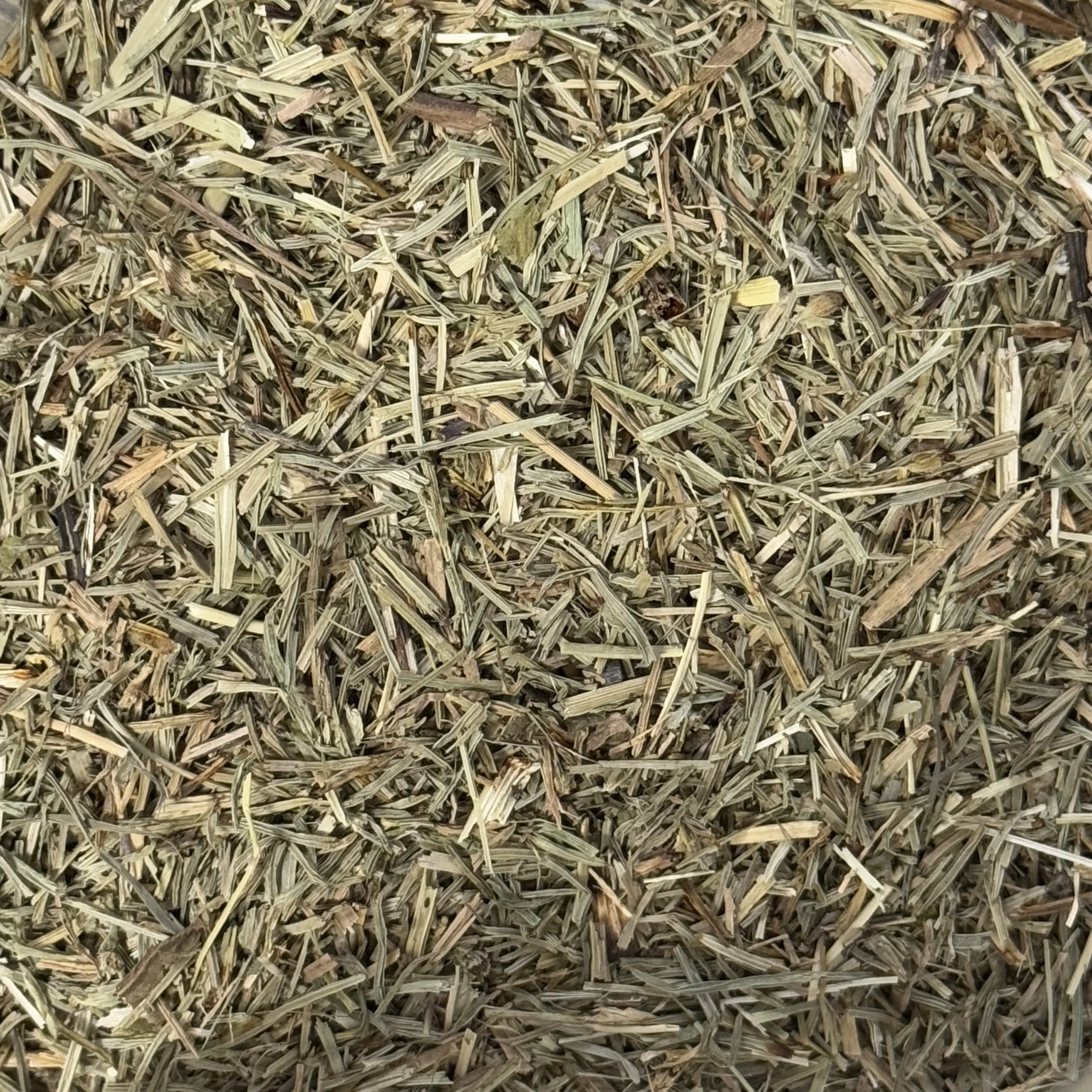 Shavegrass (Horsetail)