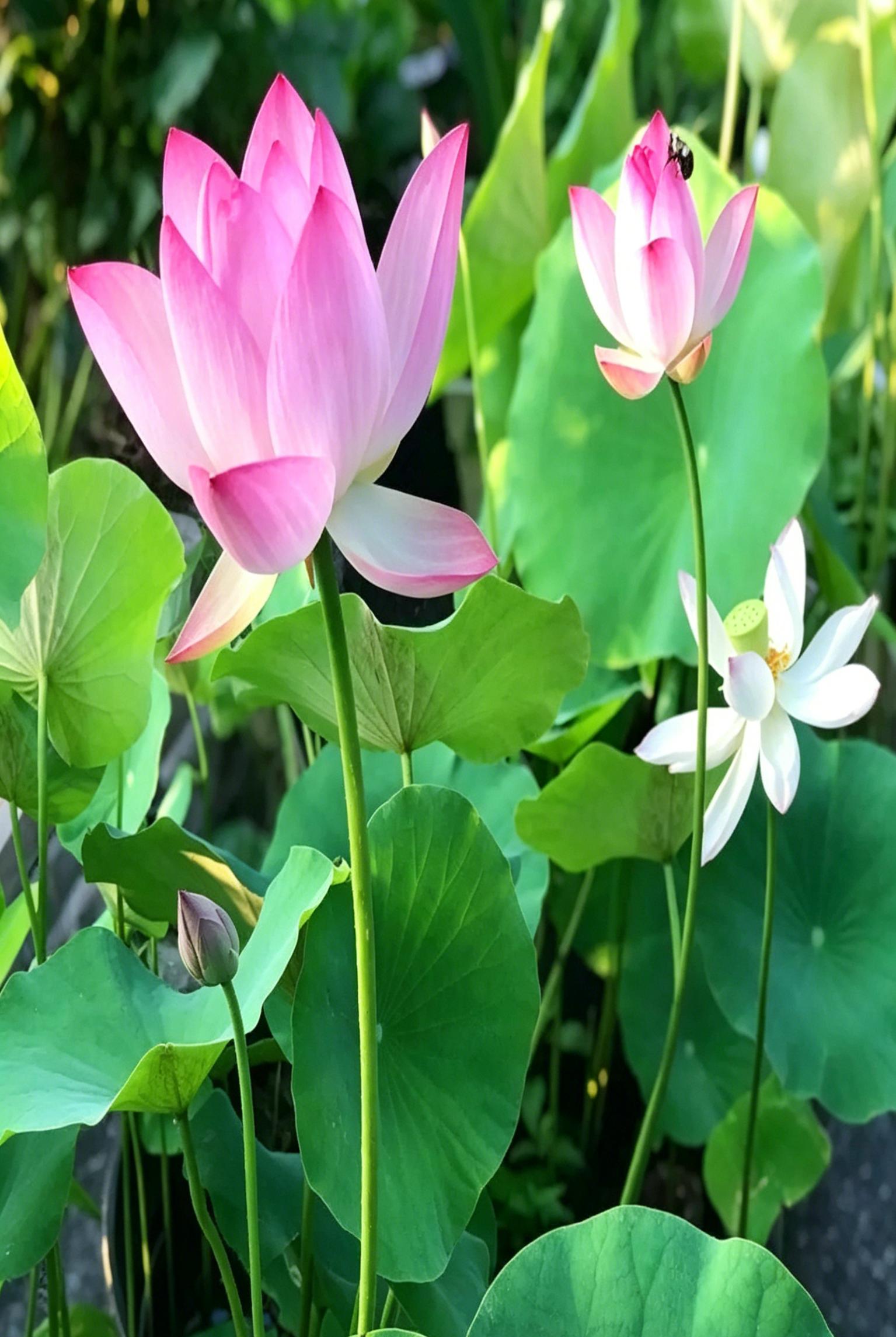 20 Pcs Mixed Water Lily Seeds - Colorful Bowl Lotus Flower Plant for Home Pond - Non-GMO Aquatic Bonsai Seeds (Multicolor)