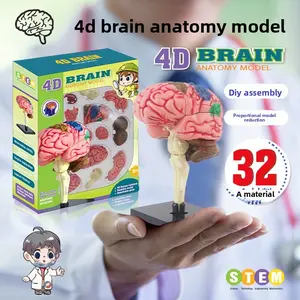 Human Brain Model Kit, 32 Materials Educational Toy, Interactive Learning Tool for Kids & Adults, Enhances Cognitive Skills Development