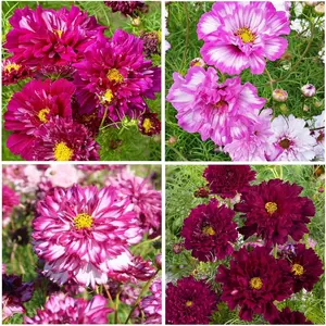 300 pcs Perennial Cosmos Double Click Mixed Cosmos Seeds for Planting Outdoor-Cupcake Cosmos Seeds Flower Seeds Non-GMO