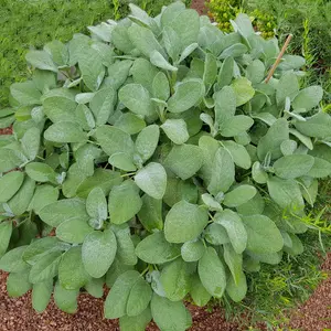 Sage ‘Broadleaf’ (Salvia officinalis) – Aromatic, wide-leaf variety with culinary and medicinal uses, thriving in herb gardens and containers.