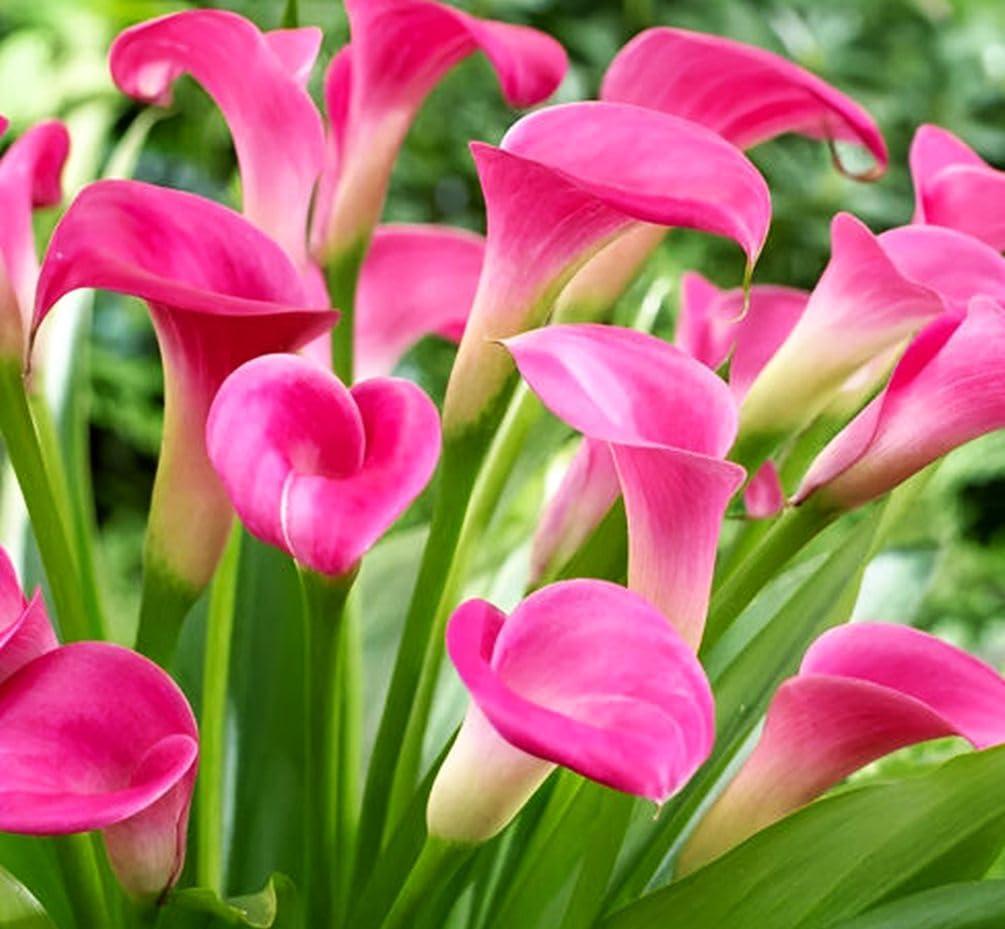 Rare 100Pcs White Pink Red Purple Calla Lily Seeds Beautiful Flowers Mix Color Perennial Plant Planting for Outdoor Indoor Bonsai