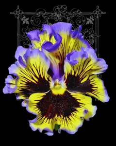 Frizzle Sizzle Yellow Blue Swirl Pansy Seeds