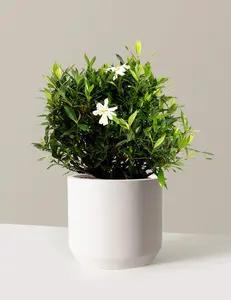 Frost Proof Gardenia