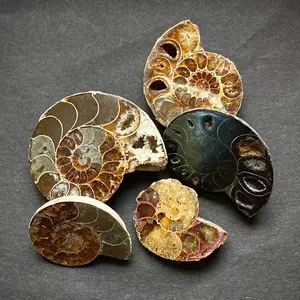 Ammonite fossil
