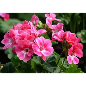 100+ Mix  geraniums also known as pelargonium is an el Flower seed garden planting