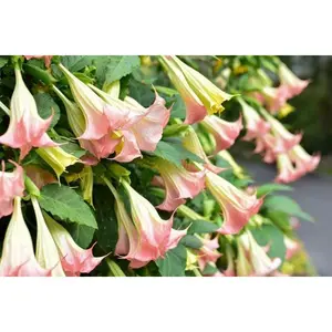 Angels Trumpet Pink Brugmansia Tree / Plant / Rooted Cutting