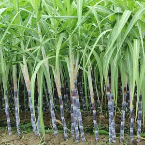50+ Heirloom Non-gmo Sugar Cane Garden Seeds - Easy-to-grow, High Yielding, Sweet and Juicy Perennial Plant for Outdoor Gardening