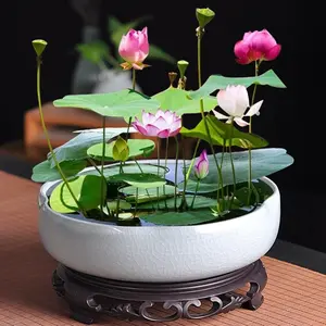 20 Seeds, Cultivating the Dream of Water Lilies, Bowl Lotuses, and Lotuses on the Water