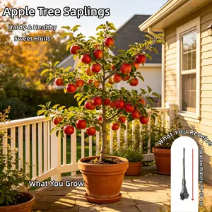 Bare Root Dwarf Apple Tree - Mature Old Plant 3-4 FT Tall - Dormant State for Easy Shipping & Planting - Potted or Backyard