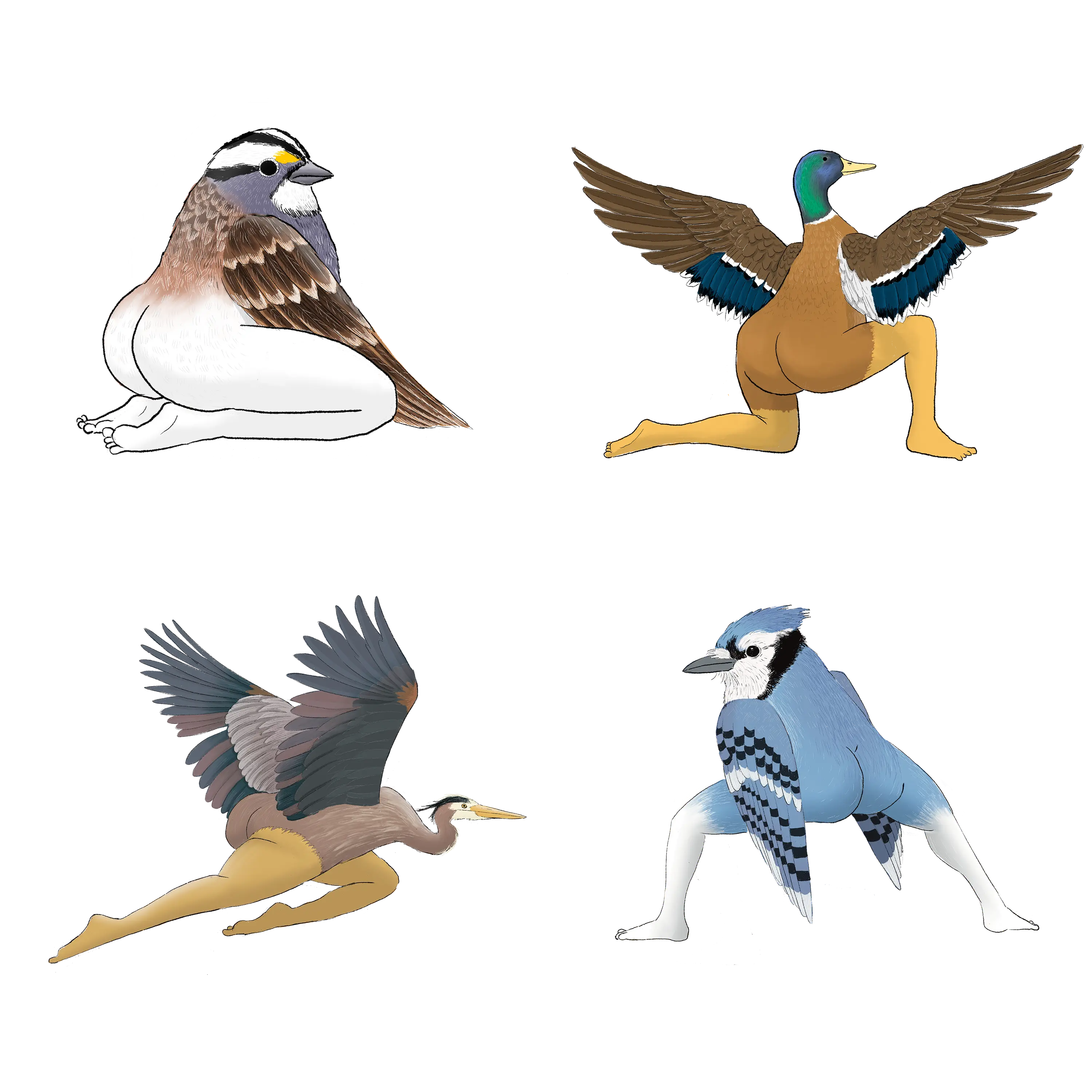 Precise Bird Stickers for Expert Birders (4-Pack) - 2024 First Edition funny sticker office decor