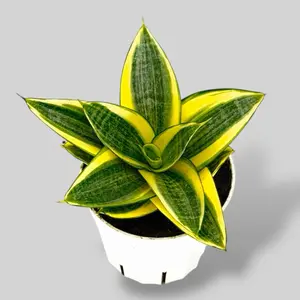 Golden Hahnii, Snake Plant, 4 Inch, Live Plant