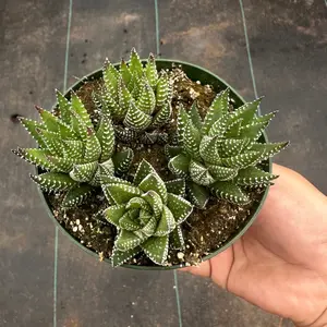 Haworthia coarctata Succulent Plant 4 inch pot