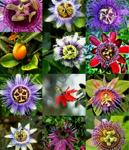 RARE PASSIFLORA MIX passion fruit exotic edible tropical flowering vine 25 seeds