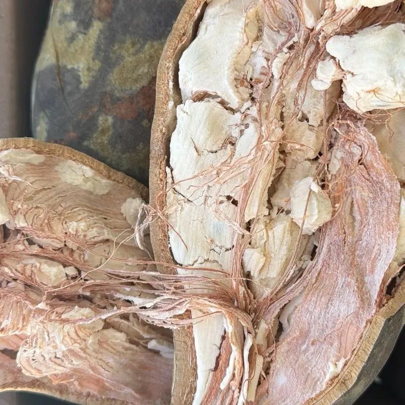 Baobab in Shell - Baobab seeds- Natural and Organic Baobab in Shell - Baobab seeds- Natural and Organic