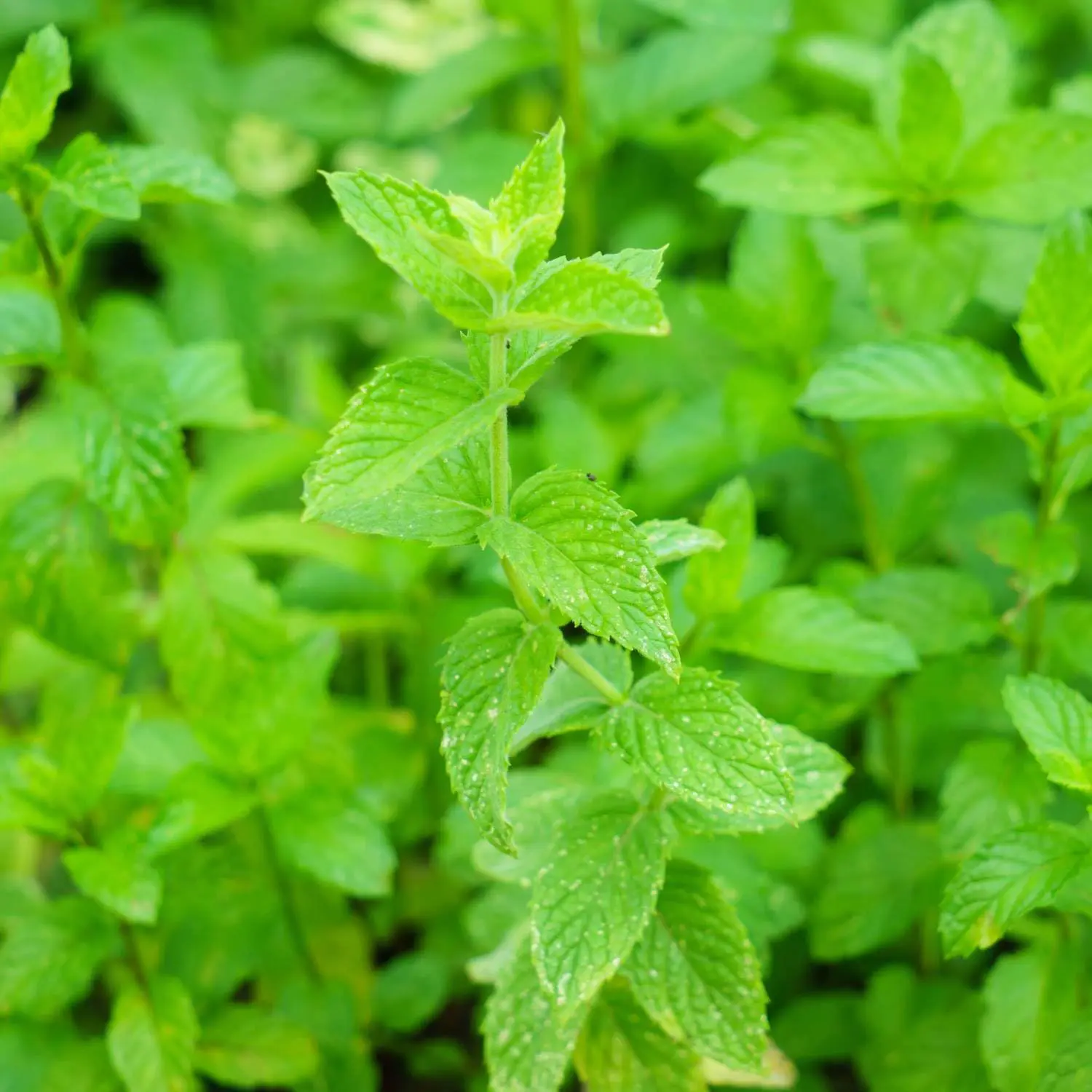 Mentha Spicata Plant Herb Seeds - 4 Pack x 500 Seeds, Spearmint, Common Lamb Mint, Tropical Exotic Container-Style Herbs for Indoor Gardening, Plant Herbs