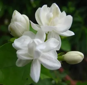 Silver Jasmine 80+ Climbing Flower Seeds - Non-GMO, Non-Virginic, Suitable for Planting in Gardens, Balconies & Floral Arrangements
