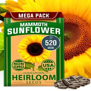 520+ Giant Mammoth Sunflower Seeds (Bulk Packet) Heirloom, High Germination, Easy to Grow, Jumbo Sunflower Seeds for Home Garden