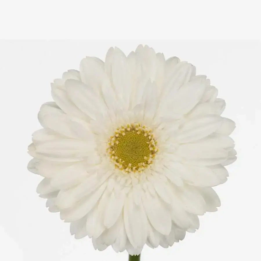 Gerber Swanlake - 50 Stem Bunch
