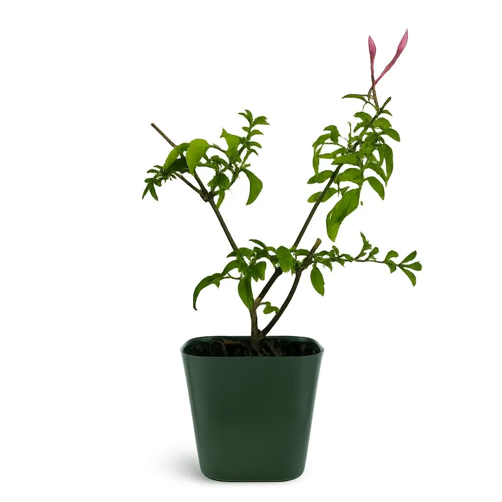 MyShelfie Fragrant Pink Jasmine Vine (Jasminum Polyanthum) Starter Plant - Soft Blooms, Romance, Charm for Home Garden Houseplants