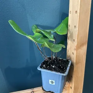 Heartleaf fern plant in a 2 Inch Pot
